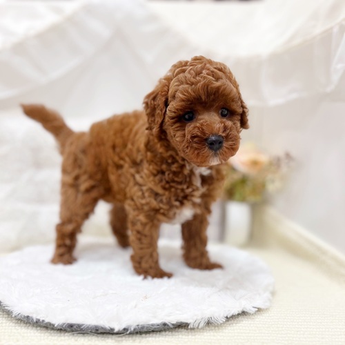 岐阜県のトイプードル(トイ) (犬の家＆猫の里カラフルタウン岐阜店/2025年5月25日生まれ/男の子/レッドフォーン)の子犬の3枚目の画像