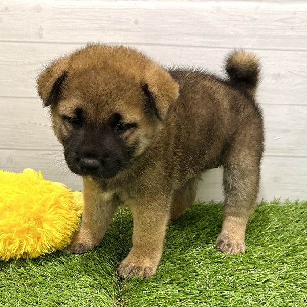 愛知県の柴犬(標準サイズ) (犬の家＆猫の里豊田店/2025年5月27日生まれ/女の子/赤)の子犬の3枚目の画像