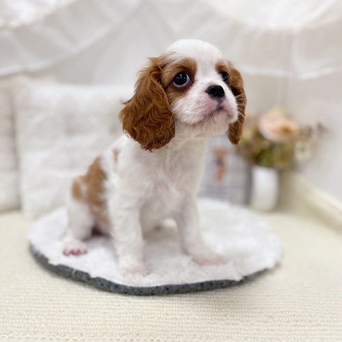 岐阜県のキャバリアキングチャールズスパニエル (犬の家＆猫の里カラフルタウン岐阜店/2025年5月28日生まれ/女の子/ブレンハイム)の子犬の3枚目の画像
