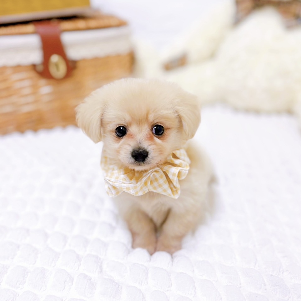 滋賀県のポメックス(ポメラニアン×ダックス) (犬の家＆猫の里近江八幡店/2025年5月29日生まれ/女の子/クリーム)の子犬の3枚目の画像