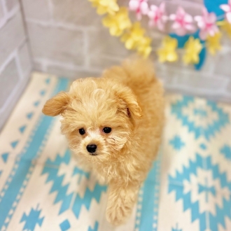静岡県のポメプー(ポメラニアン×プードル) (犬の家＆猫の里プレ葉ウォーク浜北店/2025年5月28日生まれ/男の子/アプリコット)の子犬の3枚目の画像