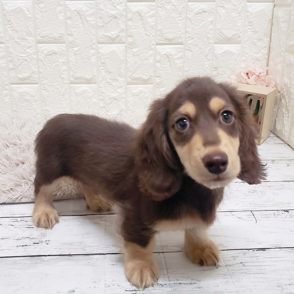岡山県のミニチュアダックスフンド(ロング) (犬の家＆猫の里岡山店/2025年5月29日生まれ/男の子/チョコレートイエロー)の子犬の3枚目の画像