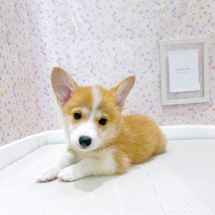 石川県のウェルシュコーギーペンブローク (犬の家＆猫の里金沢店/2025年5月28日生まれ/女の子/レッドホワイト)の子犬の3枚目の画像