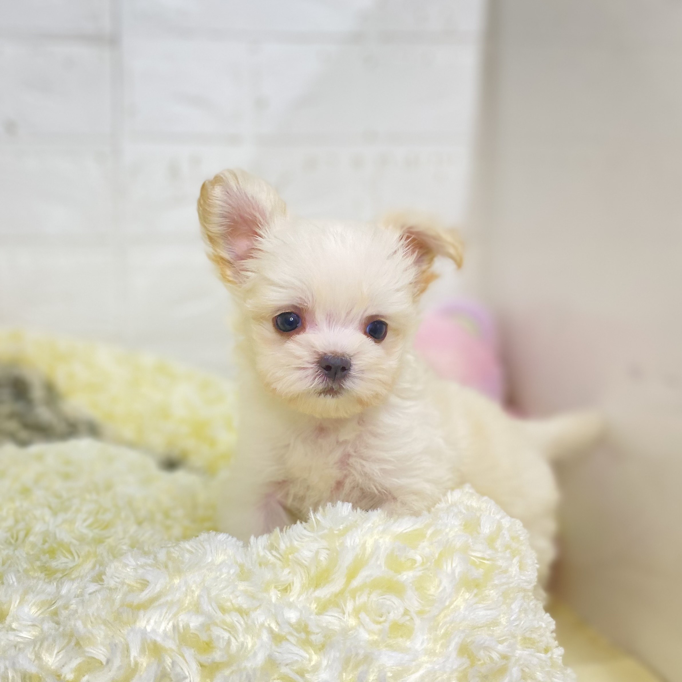 長野県のチワマル/マルチワ(チワワ×マルチーズ) (犬の家＆猫の里長野店/2025年5月30日生まれ/女の子/クリーム)の子犬の3枚目の画像