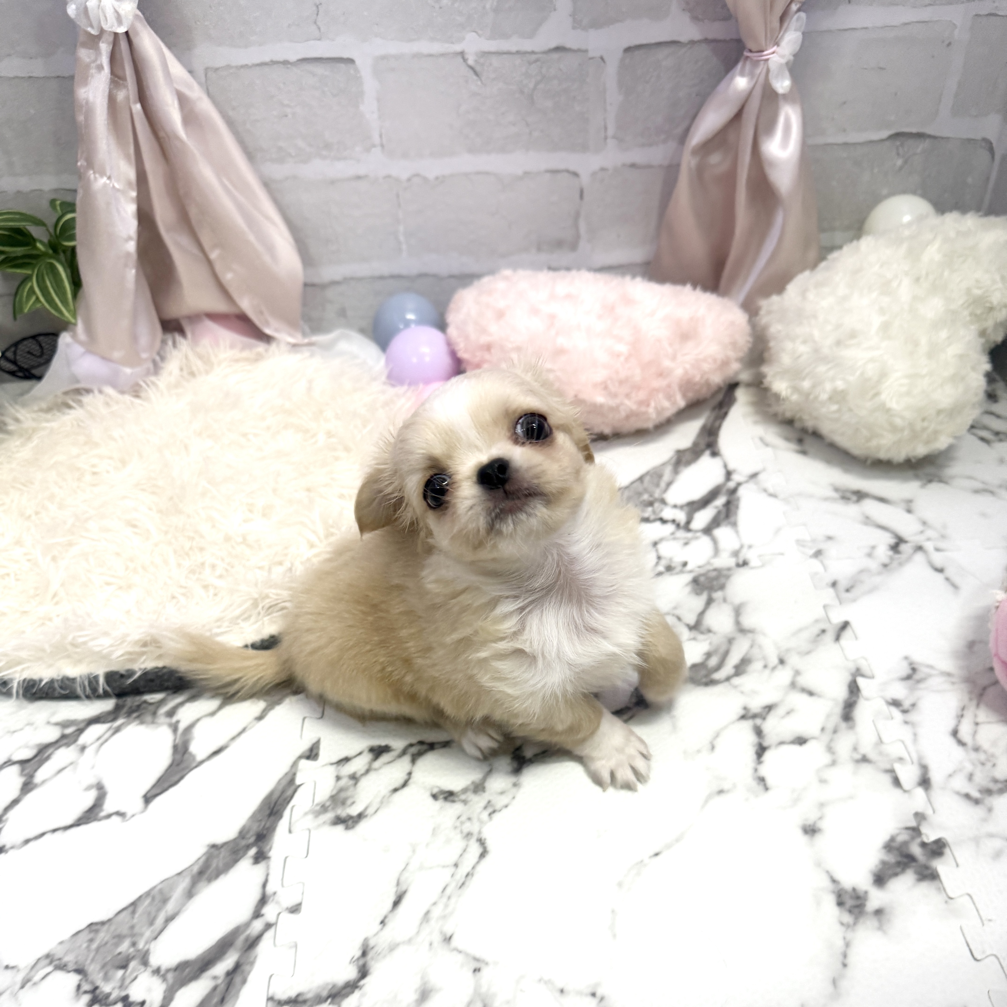 愛知県のチワペキ/ペキチー/ペキチワ(チワワ×ペキニーズ) (犬の家＆猫の里岡崎店/2025年5月30日生まれ/男の子/クリームホワイト)の子犬の3枚目の画像