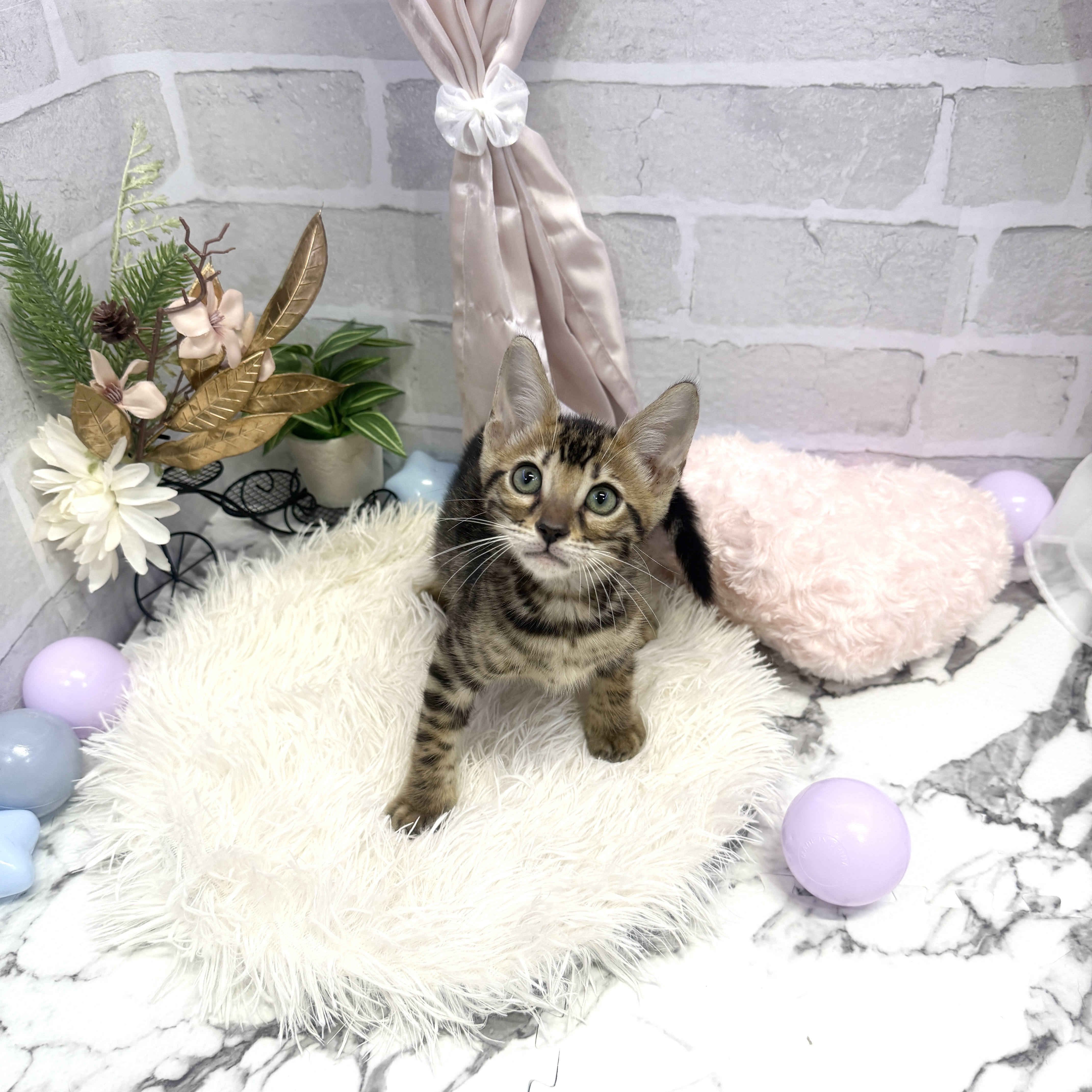 愛知県のベンガル (犬の家＆猫の里岡崎店/2025年5月15日生まれ/男の子/ブラウンスポットタビー)の子猫の3枚目の画像