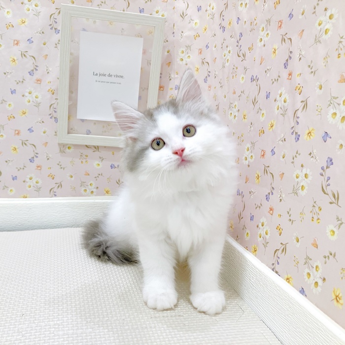 石川県のサイベリアン (犬の家＆猫の里金沢店/2025年5月28日生まれ/男の子/ブルータビーホワイト)の子猫の1枚目の画像