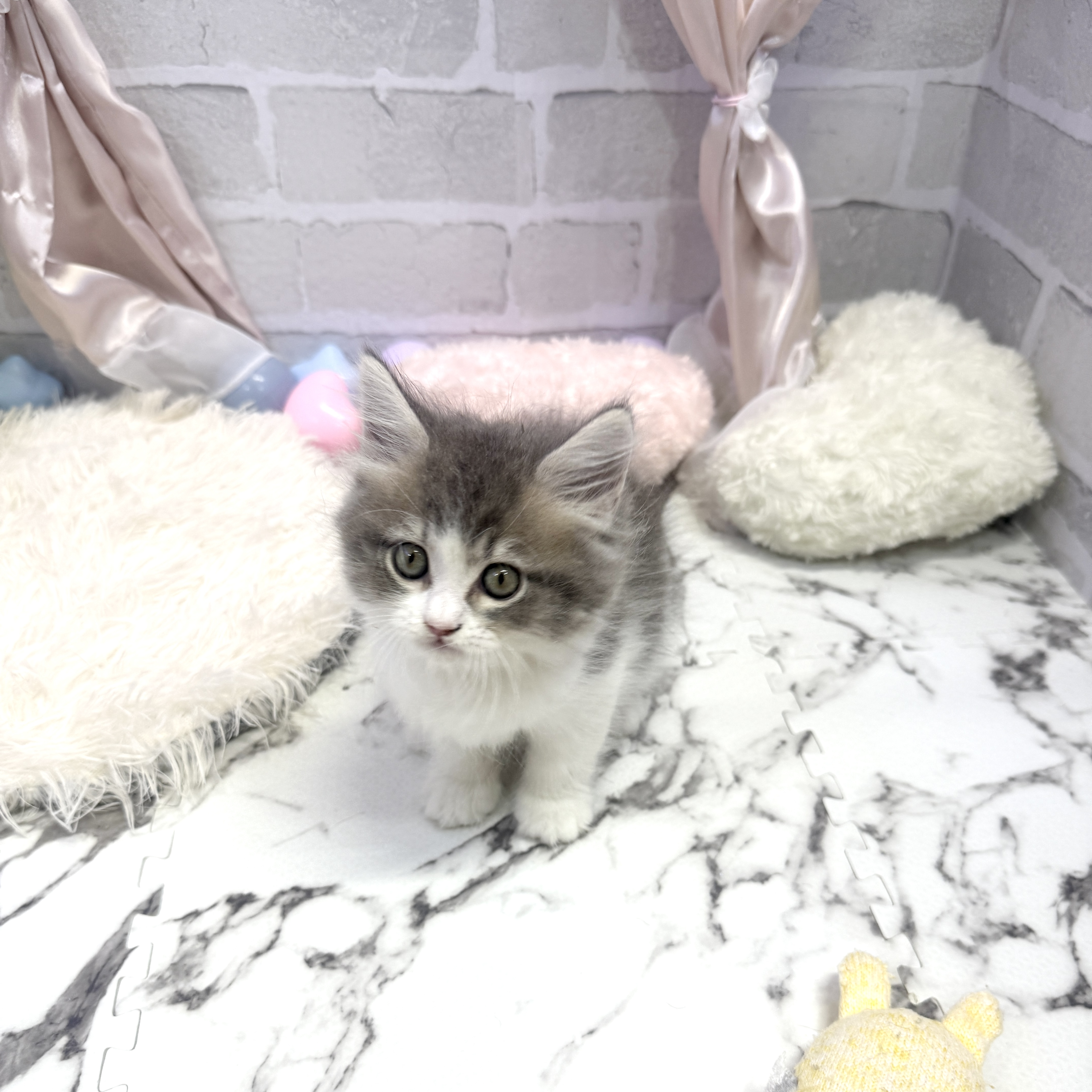 愛知県のサイベリアン (犬の家＆猫の里岡崎店/2025年5月28日生まれ/女の子/ブルータビーホワイト)の子猫の3枚目の画像