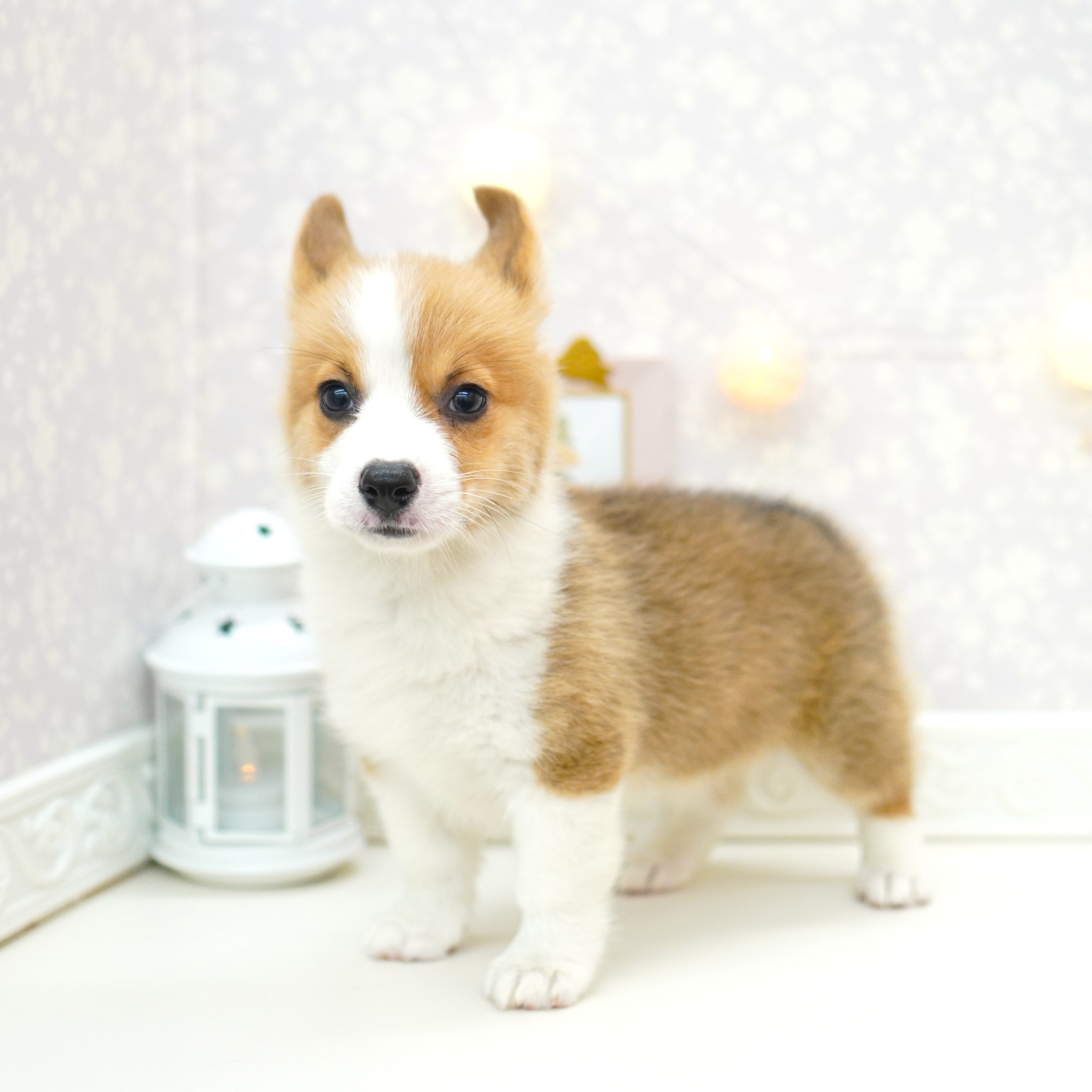 富山県のウェルシュコーギーペンブローク (犬の家＆猫の里富山店/2025年5月29日生まれ/男の子/レッドホワイト)の子犬の3枚目の画像