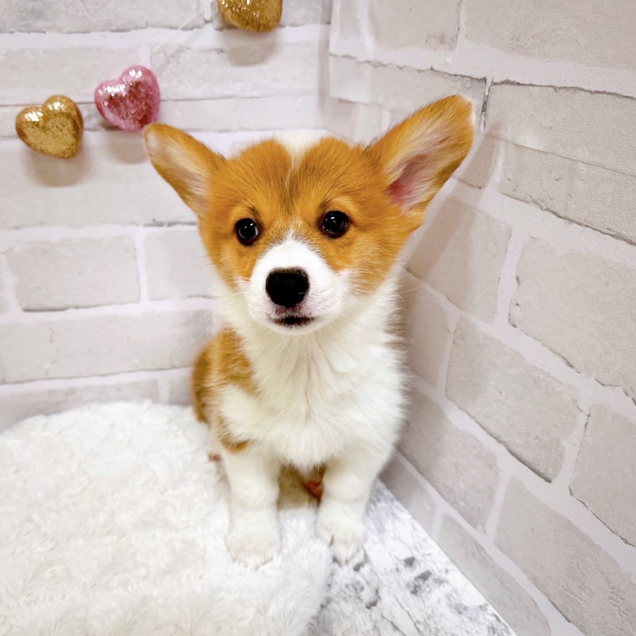 京都府のウェルシュコーギーペンブローク (犬の家＆猫の里京都精華店/2025年5月29日生まれ/男の子/レッドホワイト)の子犬の3枚目の画像