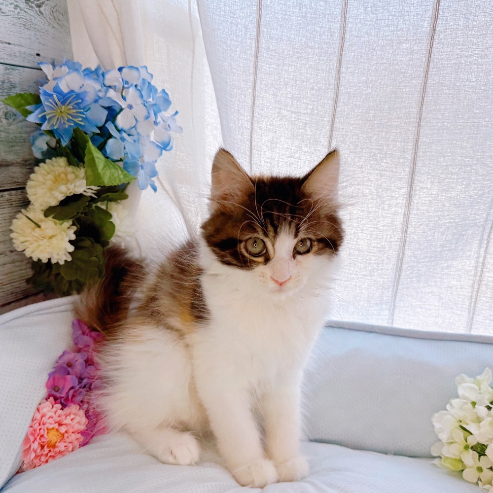 長野県のラガマフィン (犬の家＆猫の里塩尻店/2025年5月28日生まれ/女の子/ブラウンパッチドタビーホワイト)の子猫の3枚目の画像