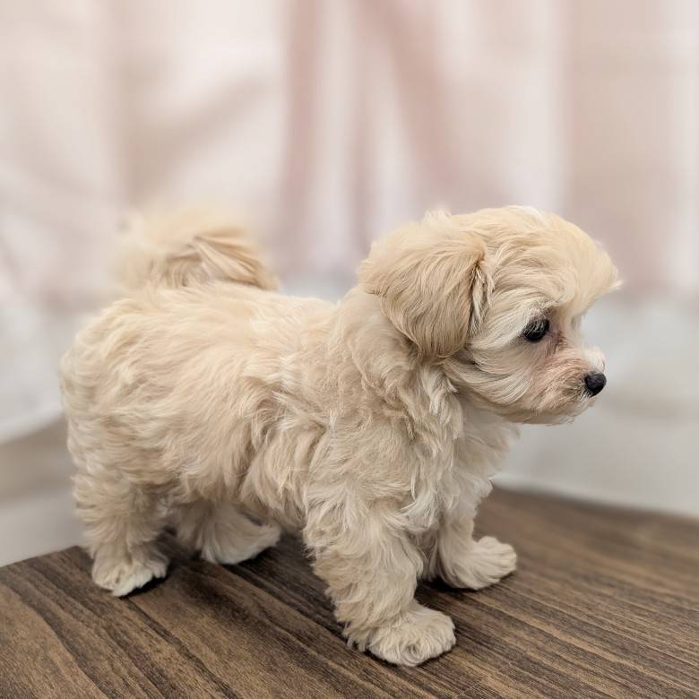 兵庫県のマルプー(マルチーズ×プードル) (犬の家＆猫の里カナート西神戸店/2025年6月1日生まれ/男の子/クリームホワイト)の子犬の3枚目の画像