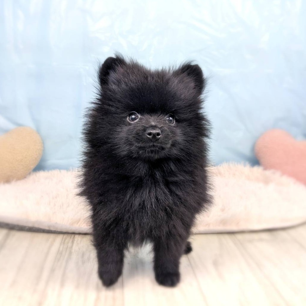 兵庫県のポメラニアン (犬の家＆猫の里川西店/2025年5月31日生まれ/男の子/ブラック)の子犬の3枚目の画像