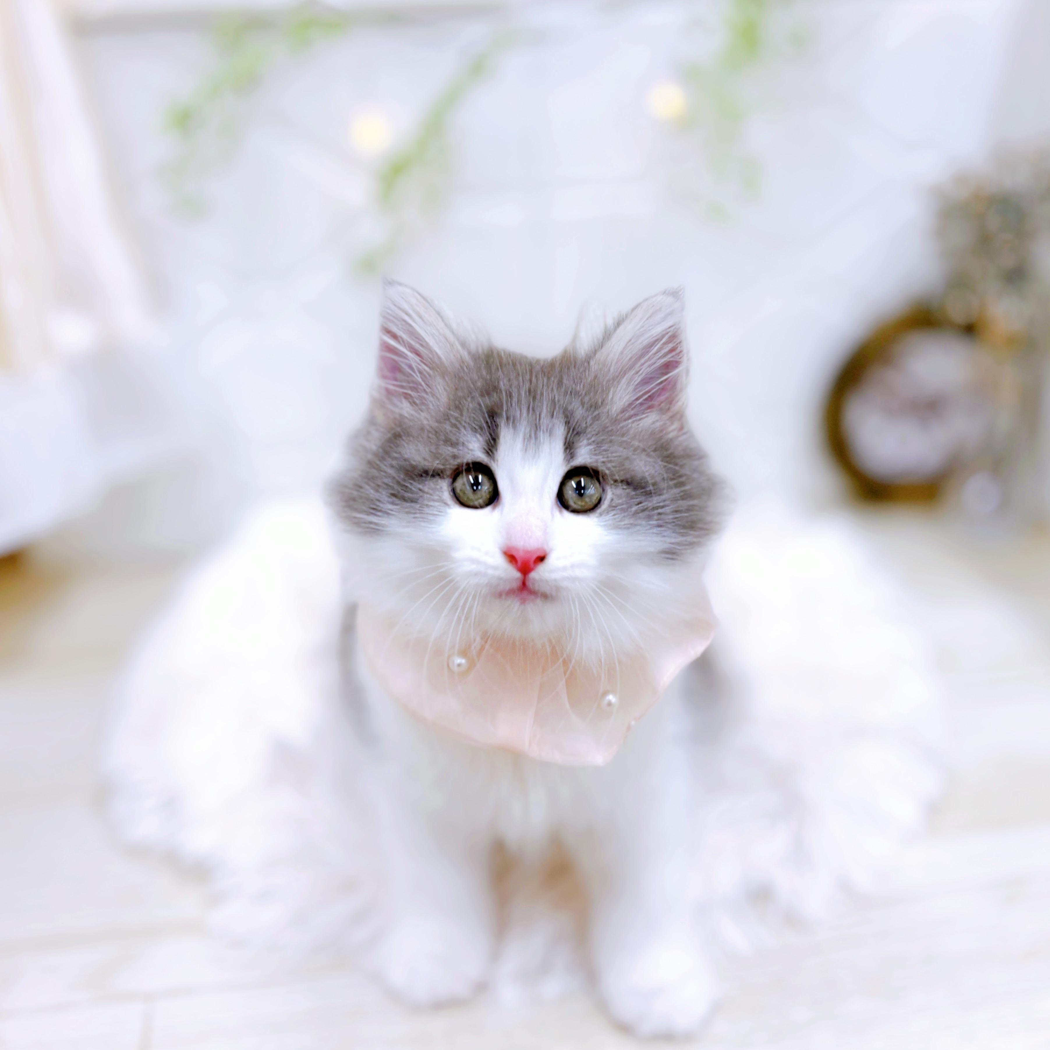 福井県のノルウェージャンフォレストキャット (犬の家＆猫の里アミーゴ福井店/2025年5月31日生まれ/女の子/ブルータビーホワイト)の子猫の3枚目の画像