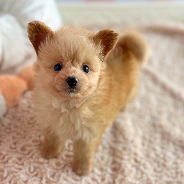 岡山県のポメプー(ポメラニアン×プードル) (犬の家＆猫の里倉敷中庄店/2025年5月30日生まれ/男の子/クリーム)の子犬の3枚目の画像