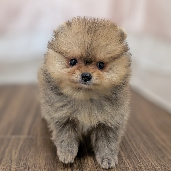 兵庫県のポメラニアン (犬の家＆猫の里カナート西神戸店/2025年5月30日生まれ/女の子/オレンジ)の子犬の3枚目の画像