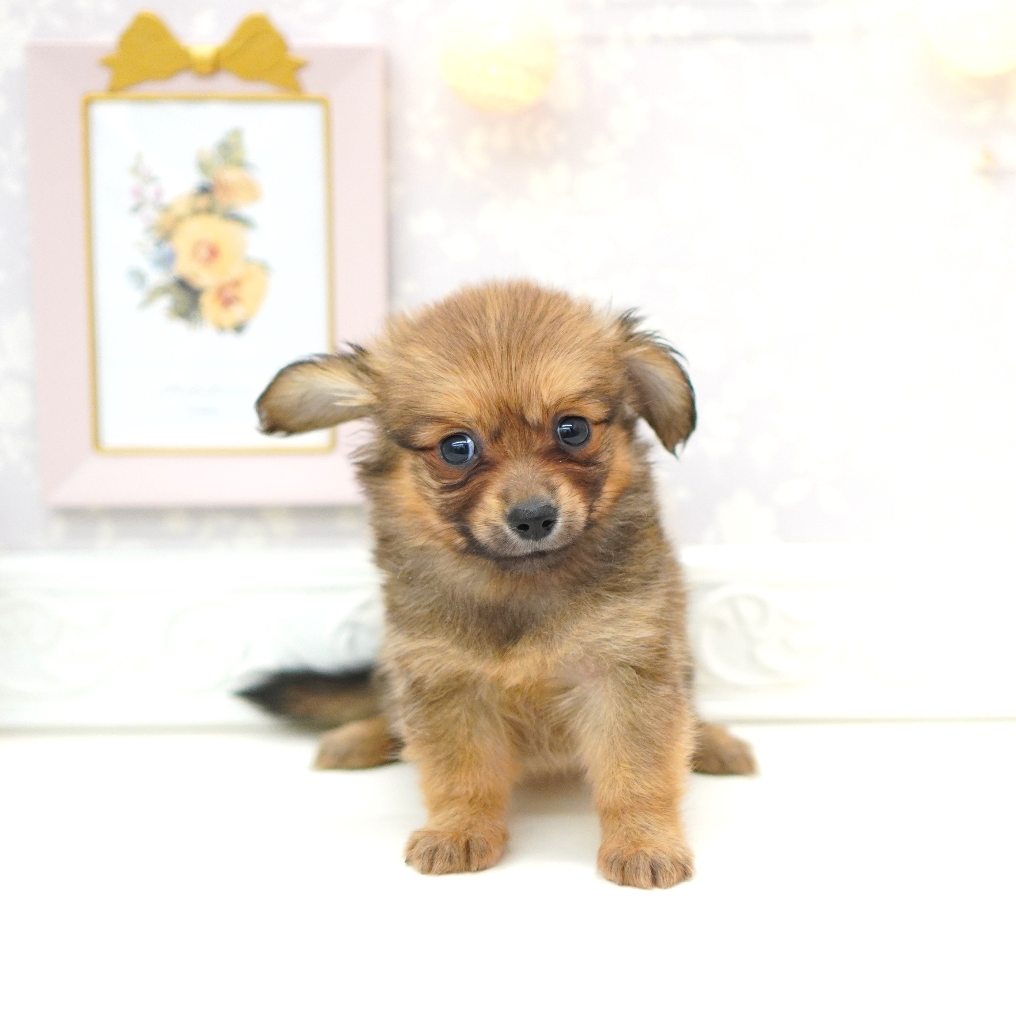 富山県のポメックス(ポメラニアン×ダックス) (犬の家＆猫の里富山店/2025年5月24日生まれ/女の子/フォーン)の子犬の3枚目の画像
