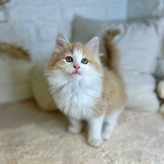 東京都のノルウェージャンフォレストキャット (犬の家＆猫の里新宿店/2025年6月1日生まれ/男の子/クリームタビーホワイト)の子猫
