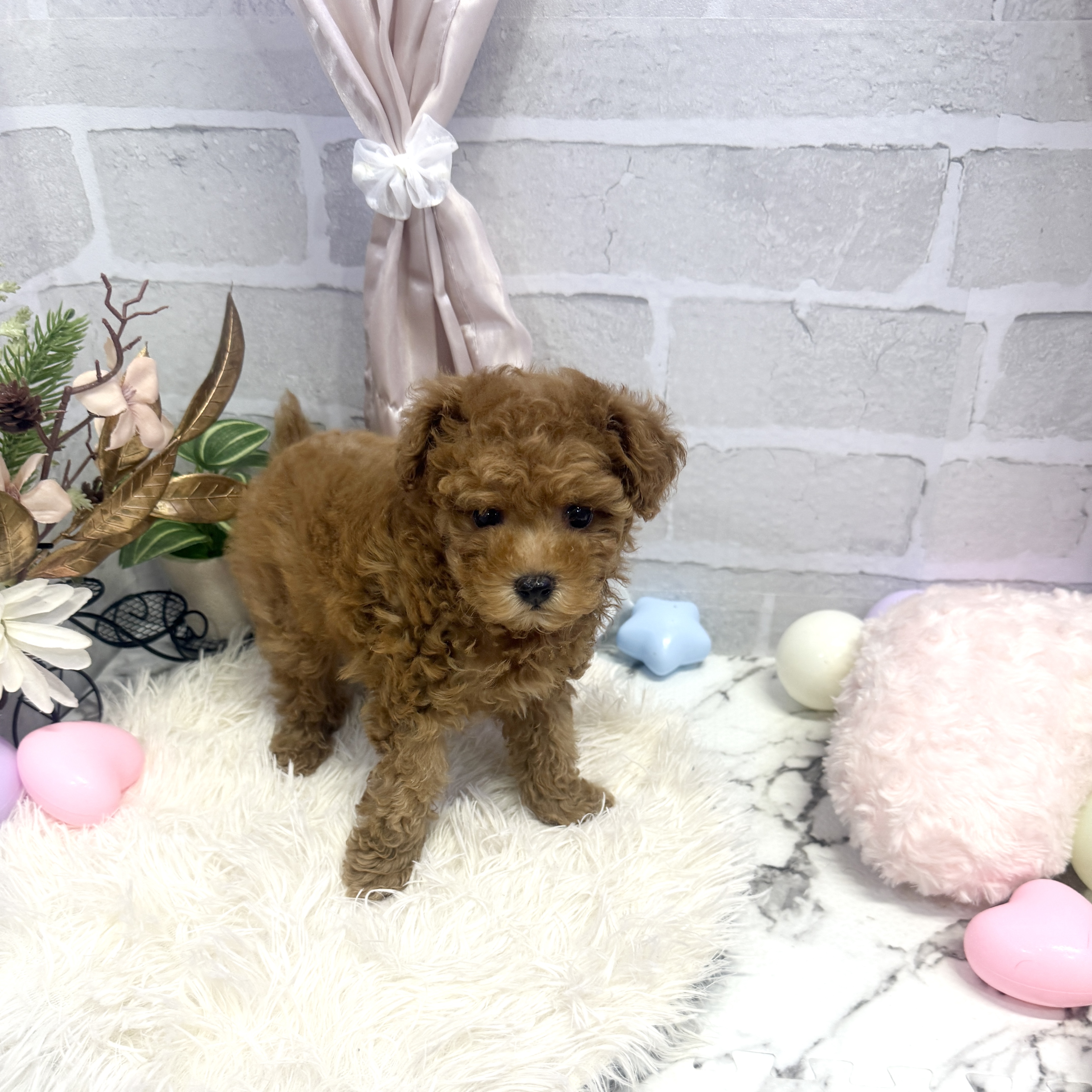 愛知県のトイプードル(トイ) (犬の家＆猫の里岡崎店/2025年5月27日生まれ/女の子/アプリコット)の子犬の3枚目の画像