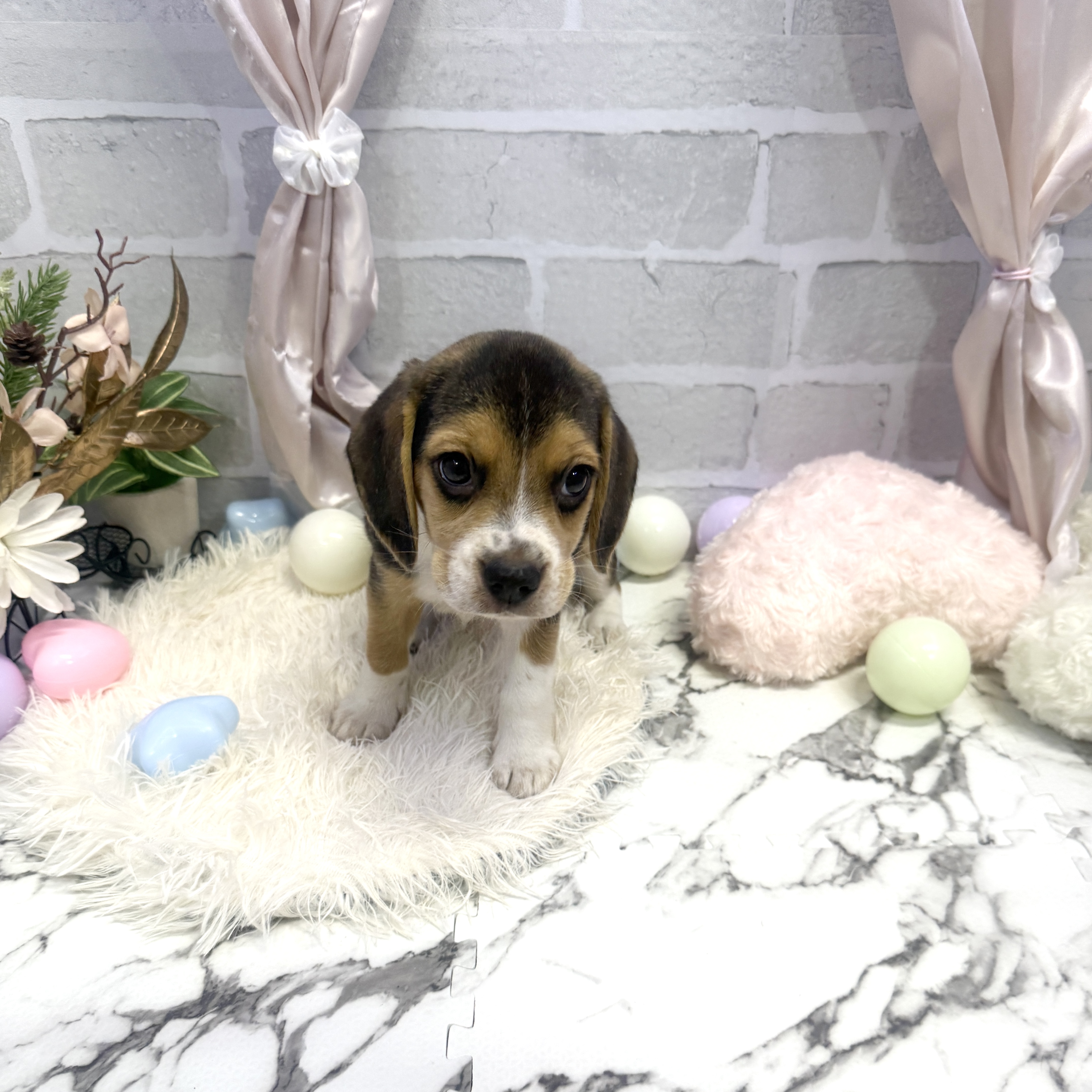 愛知県のビーグル (犬の家＆猫の里岡崎店/2025年5月31日生まれ/女の子/ブラックタンホワイト)の子犬の3枚目の画像