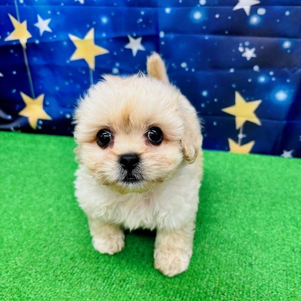 愛知県のペキプー(ペキニーズ×プードル) (犬の家＆猫の里名古屋天白店/2025年6月1日生まれ/男の子/クリーム)の子犬の3枚目の画像