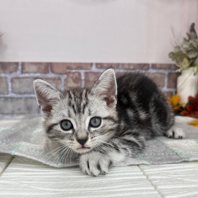 SWAROVSKI アメリカンショートヘア 猫 SWAROVSKI スワロフスキー 置物（Swarovski）LOVLOTS Kitten