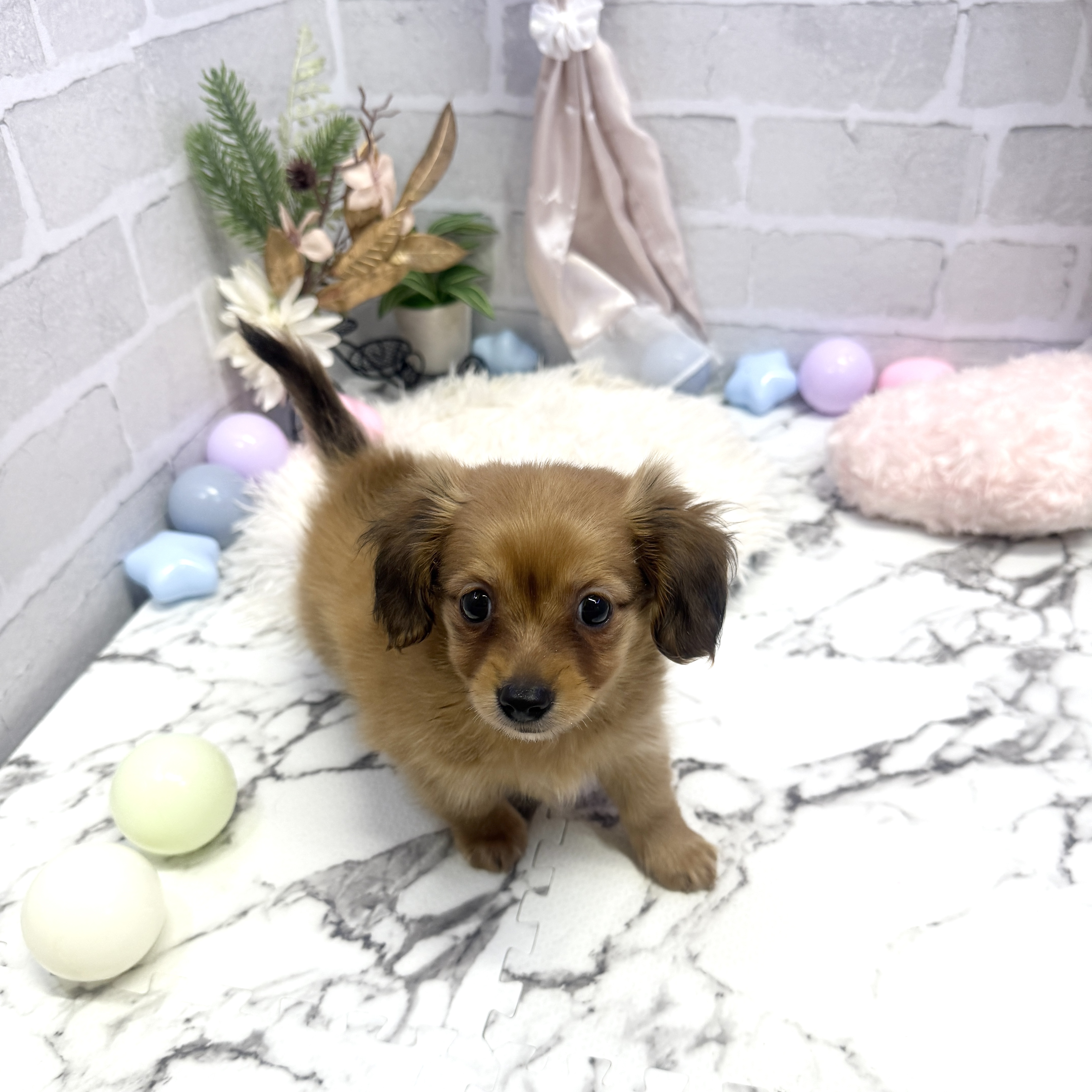愛知県のチワックス(チワワ×ダックス) (犬の家＆猫の里岡崎店/2025年5月30日生まれ/男の子/レッド)の子犬の3枚目の画像