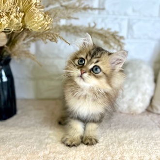 東京都のペルシャ (犬の家＆猫の里新宿店/2025年5月29日生まれ/男の子/チンチラゴールデン)の子猫の1枚目の画像