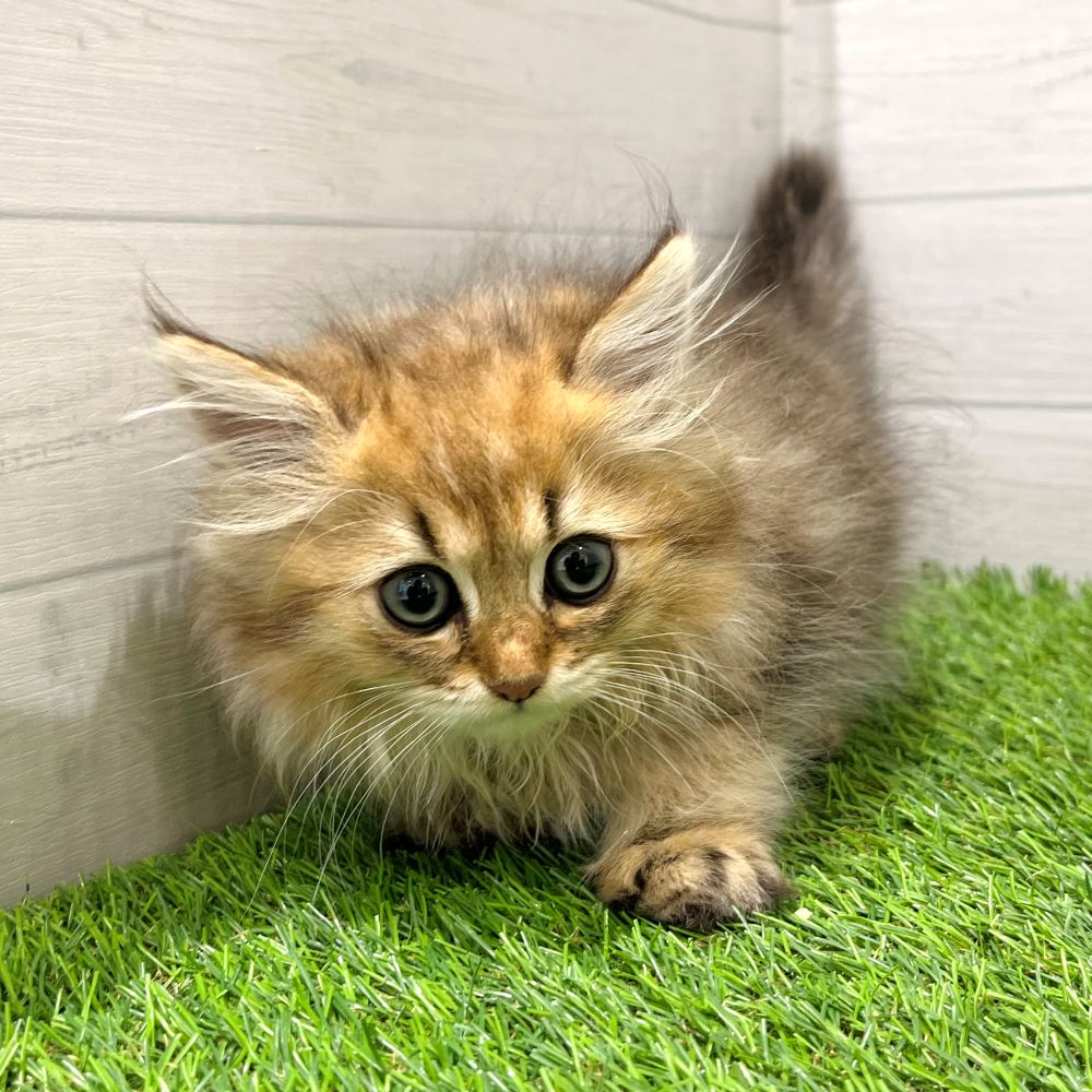 愛知県のペルシャ (犬の家＆猫の里豊田店/2025年5月29日生まれ/男の子/チンチラゴールデン)の子猫の3枚目の画像