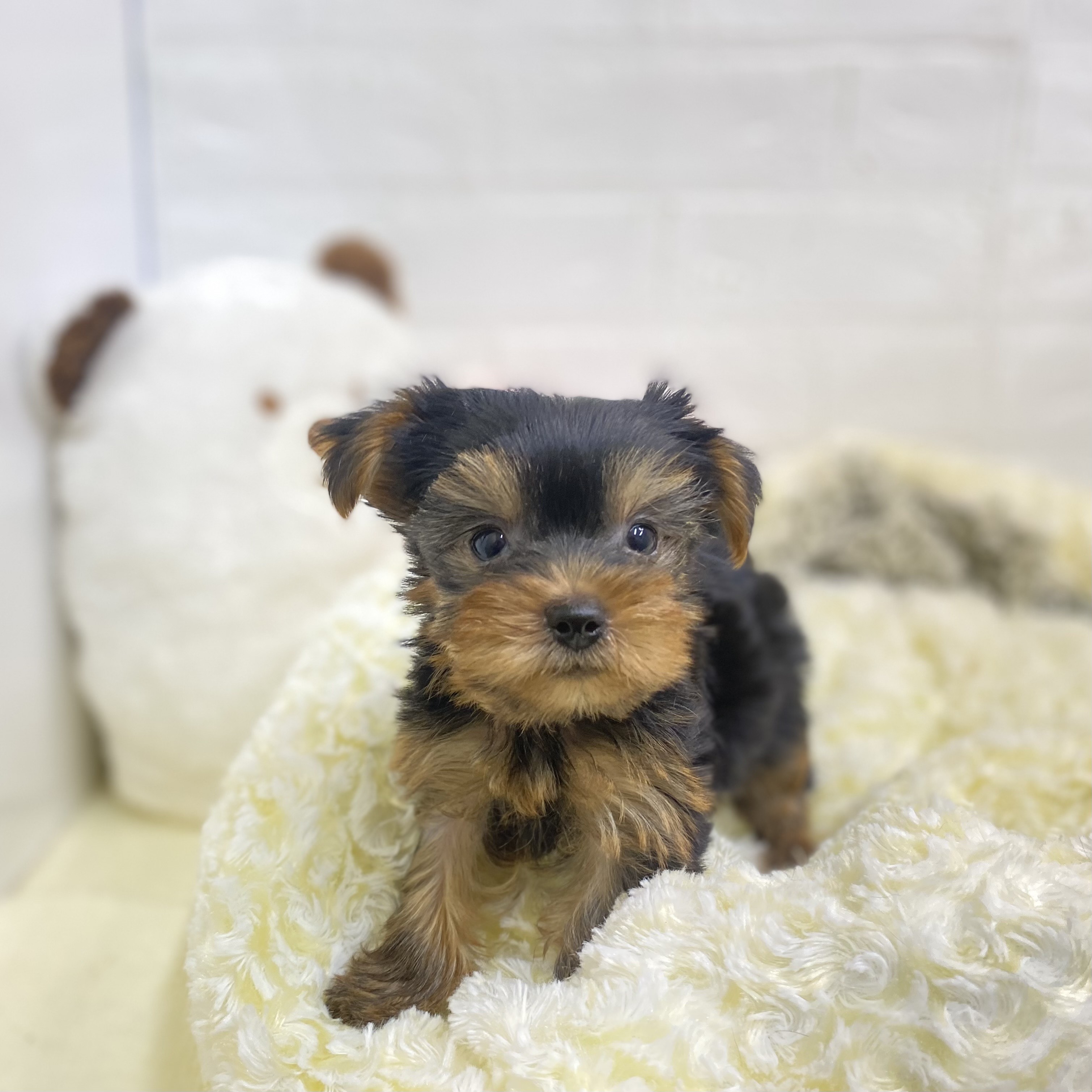 長野県のヨークシャーテリア (犬の家＆猫の里長野店/2025年6月1日生まれ/女の子/スチールブルータン)の子犬の3枚目の画像