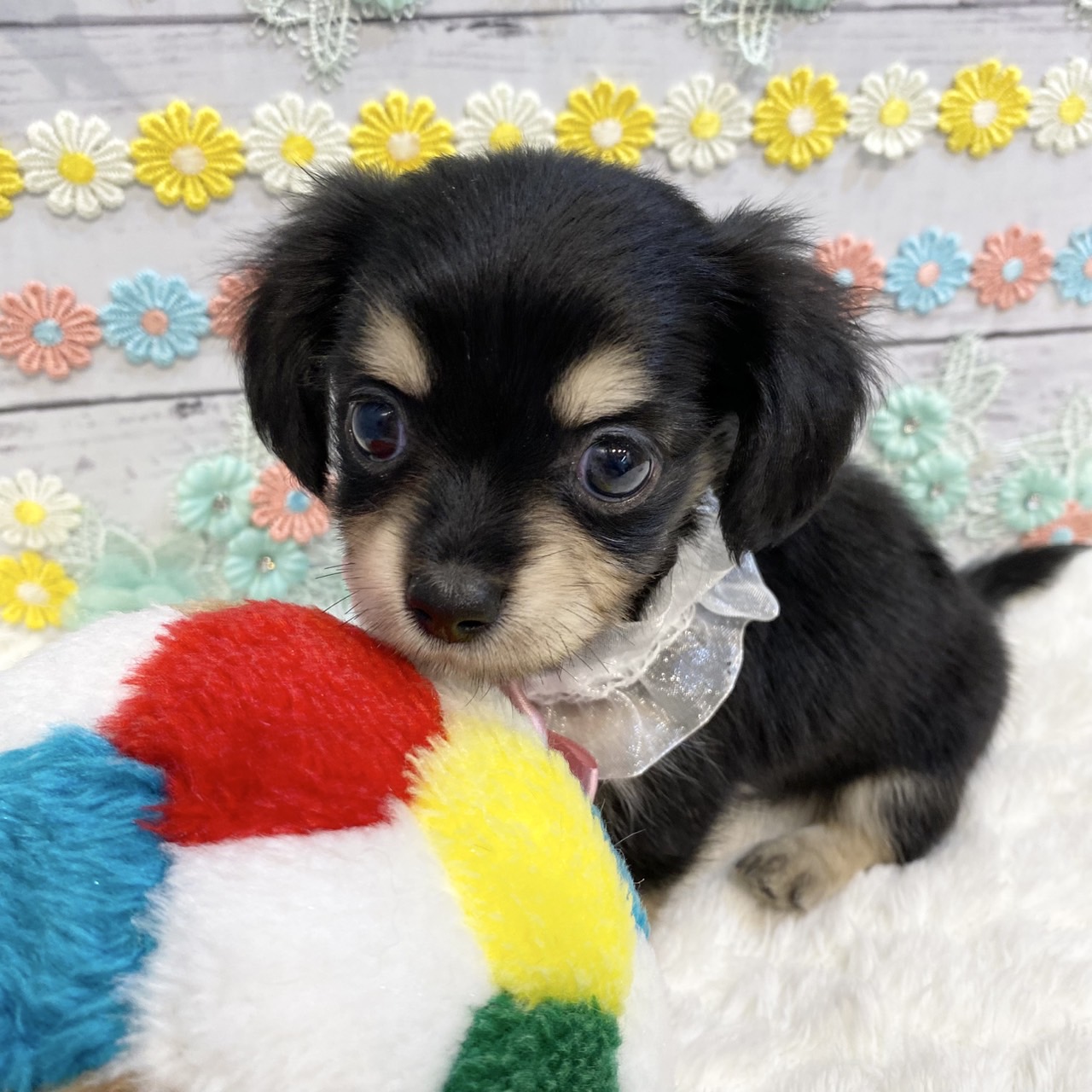 長野県のチワックス(チワワ×ダックス) (犬の家＆猫の里カインズ梓川店/2025年6月3日生まれ/女の子/ブラッククリーム)の子犬の3枚目の画像