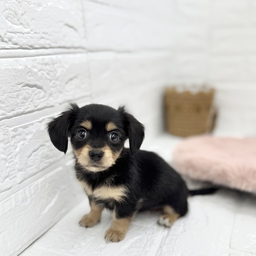 愛知県のチワックス(チワワ×ダックス) (犬の家＆猫の里豊川インター店/2025年6月3日生まれ/女の子/ブラッククリーム)の子犬の3枚目の画像