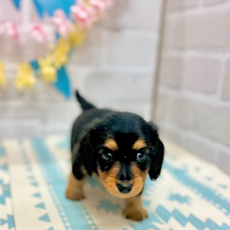 静岡県のミニチュアダックスフンド(ロング) (犬の家＆猫の里プレ葉ウォーク浜北店/2025年5月31日生まれ/男の子/ブラックタン)の子犬の3枚目の画像