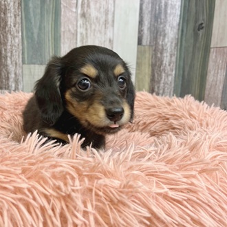 静岡県のミニチュアダックスフンド(ロング) (犬の家＆猫の里マークイズ静岡店/2025年6月3日生まれ/女の子/ブラックイエロー)の子犬の3枚目の画像