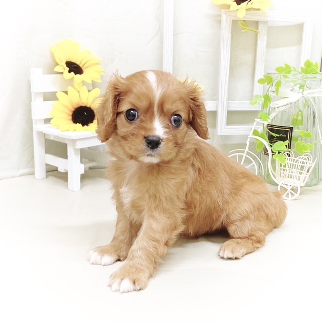 静岡県のキャバリアキングチャールズスパニエル (犬の家＆猫の里藤枝店/2025年6月3日生まれ/男の子/ルビーホワイト)の子犬の3枚目の画像