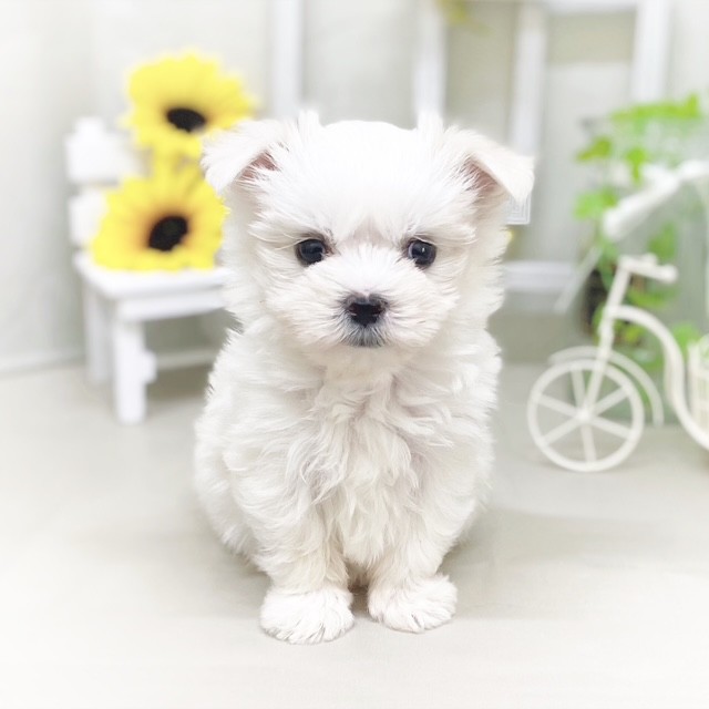 静岡県のマルチーズ (犬の家＆猫の里藤枝店/2025年6月3日生まれ/女の子/ホワイト)の子犬の3枚目の画像