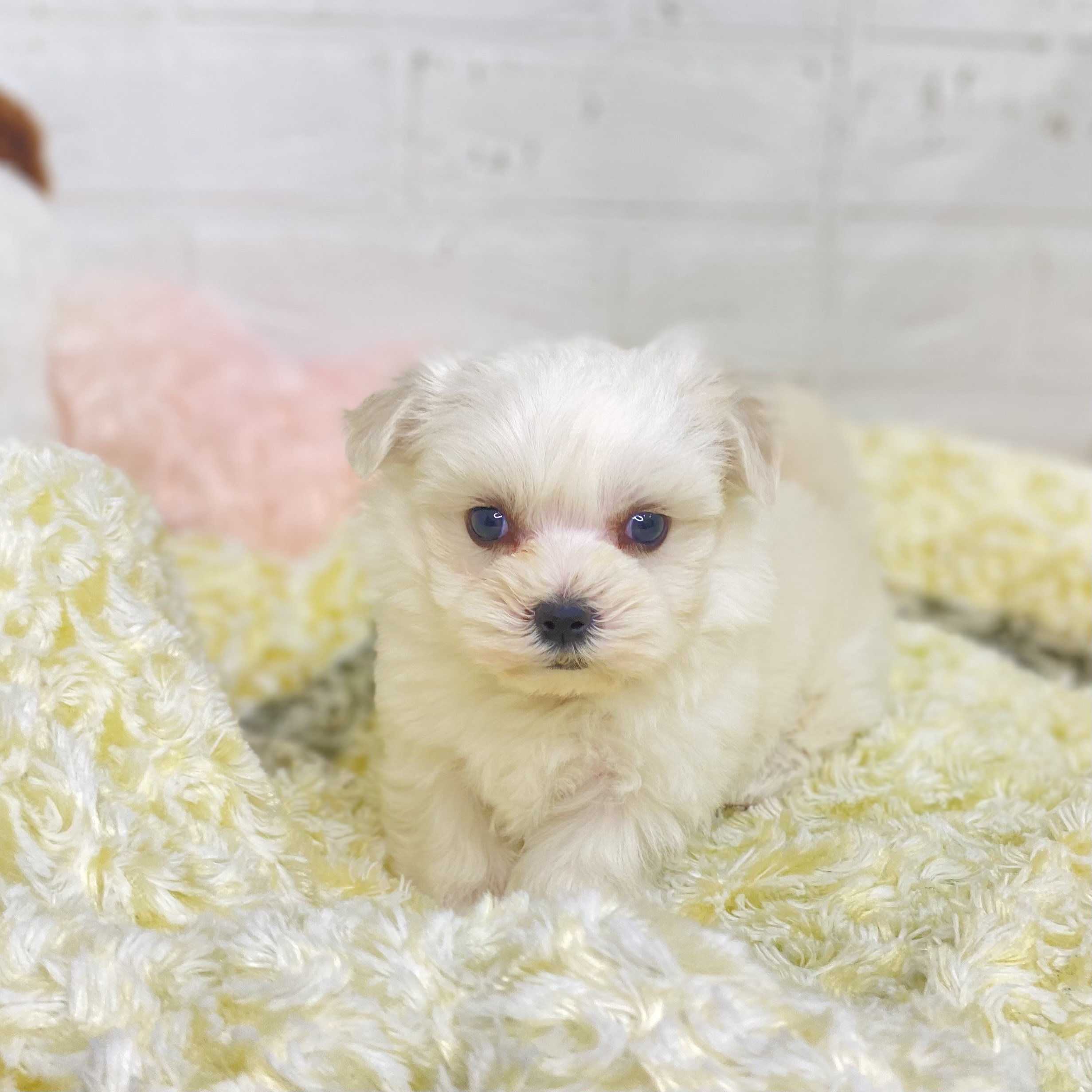 長野県のマルチーズ (犬の家＆猫の里長野店/2025年6月3日生まれ/女の子/ホワイト)の子犬の1枚目の画像