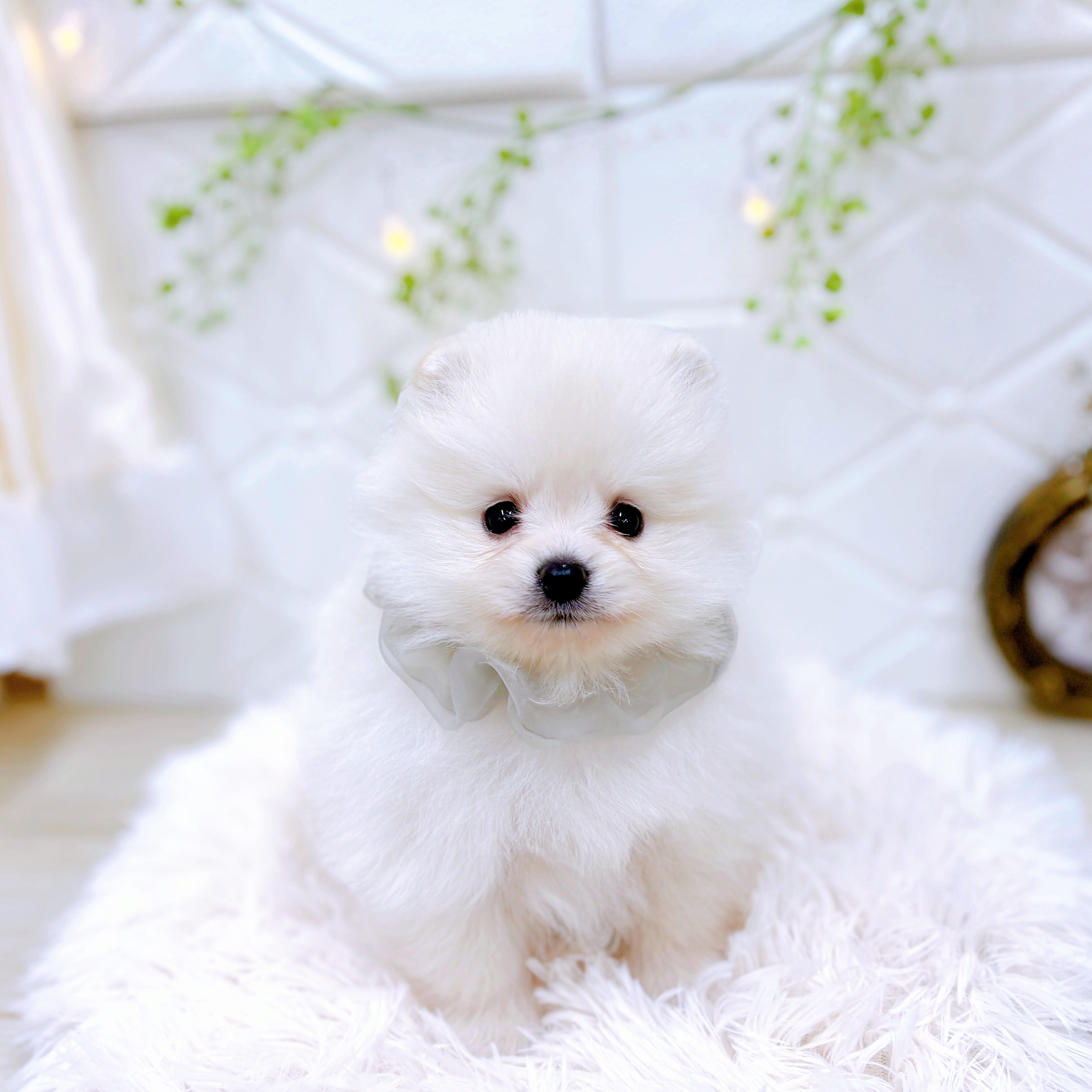 福井県のポメラニアン (犬の家＆猫の里アミーゴ福井店/2025年6月3日生まれ/男の子/クリーム)の子犬の3枚目の画像