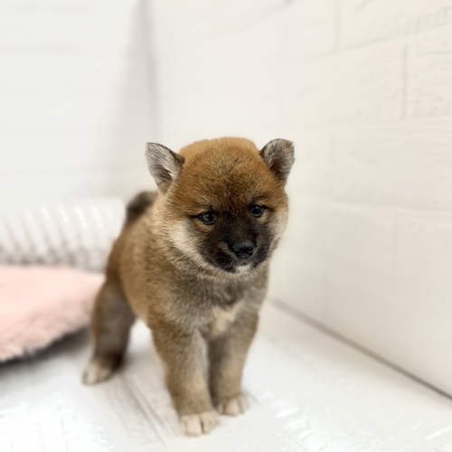 愛知県の柴犬(標準サイズ) (犬の家＆猫の里豊川インター店/2025年6月3日生まれ/女の子/赤)の子犬の3枚目の画像