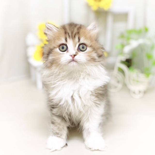 静岡県のミヌエット (犬の家＆猫の里藤枝店/2025年6月2日生まれ/男の子/ブラウンタビーホワイト)の子猫の3枚目の画像