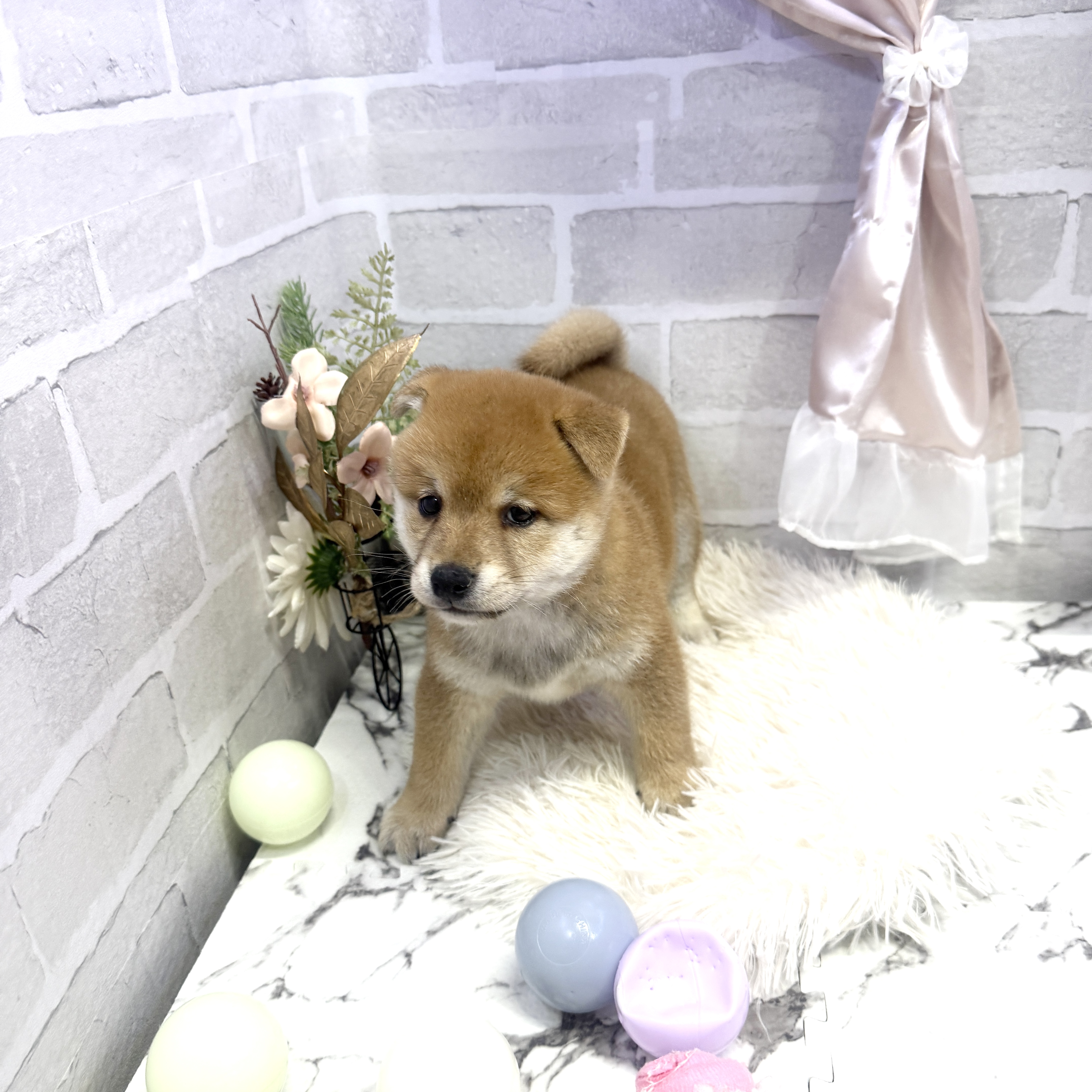 愛知県の柴犬(標準サイズ) (犬の家＆猫の里岡崎店/2025年6月3日生まれ/男の子/赤)の子犬の3枚目の画像