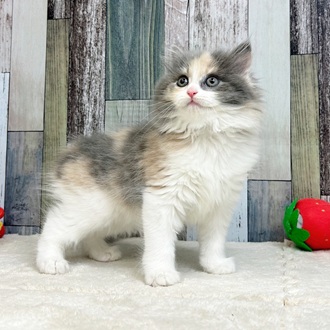 静岡県のマンチカン (犬の家＆猫の里マークイズ静岡店/2025年6月2日生まれ/女の子/ダイリュートキャリコ)の子猫の3枚目の画像