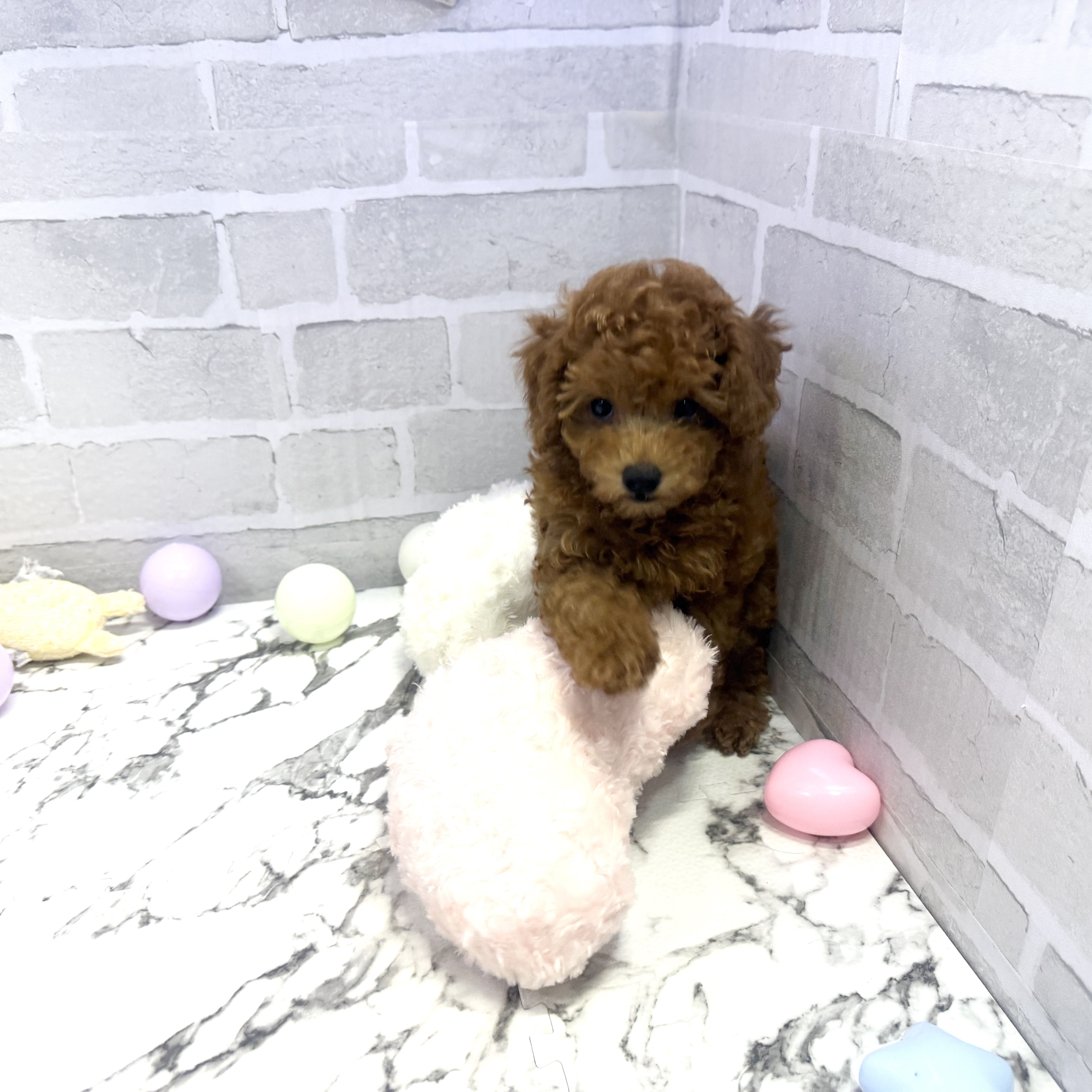 愛知県のトイプードル(トイ) (犬の家＆猫の里岡崎店/2025年5月30日生まれ/女の子/レッド)の子犬の3枚目の画像