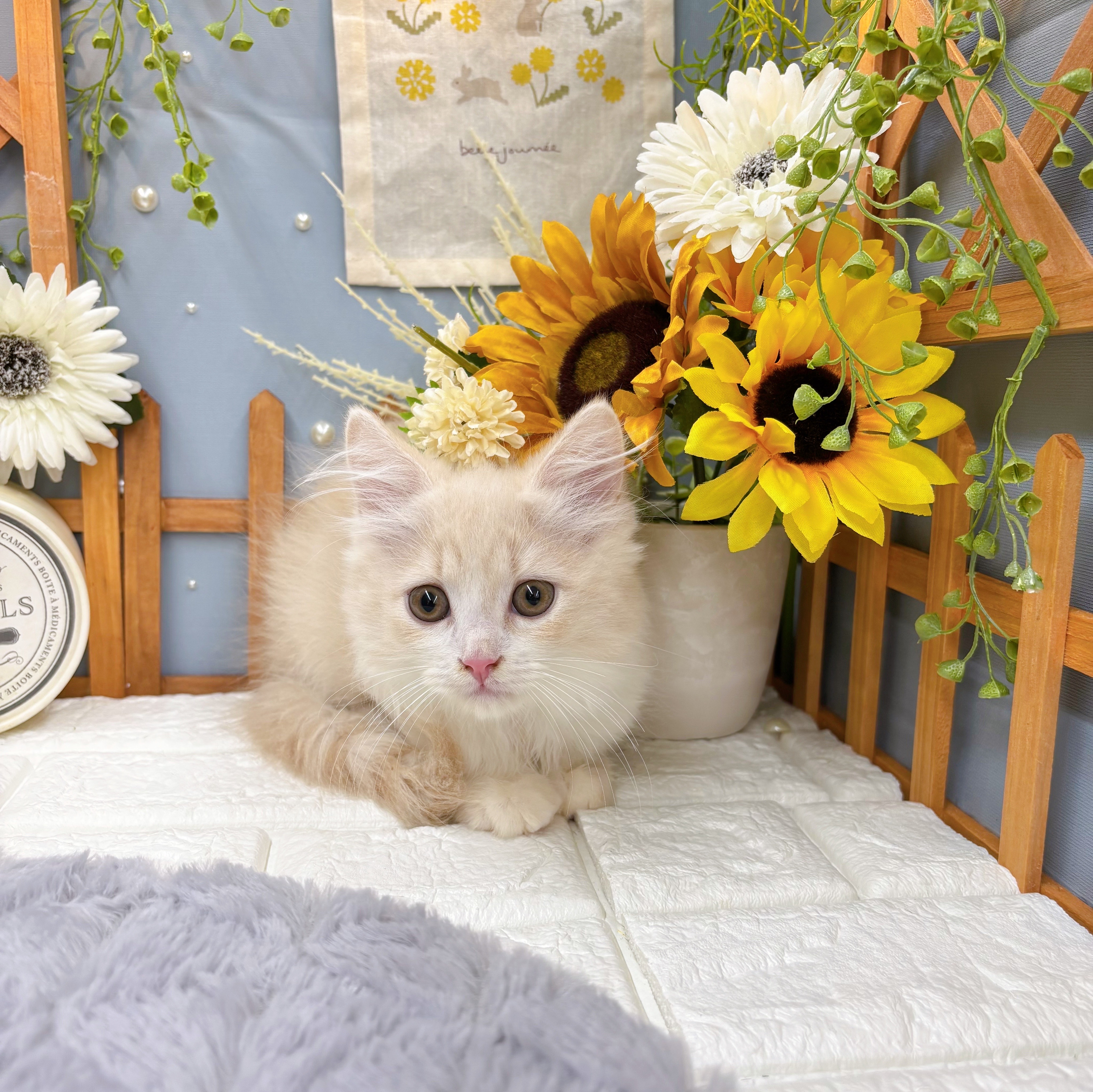 千葉県のマンチカン (犬の家＆猫の里ワンズモール稲毛店/2025年6月2日生まれ/男の子/クリームタビーホワイト)の子猫の1枚目の画像