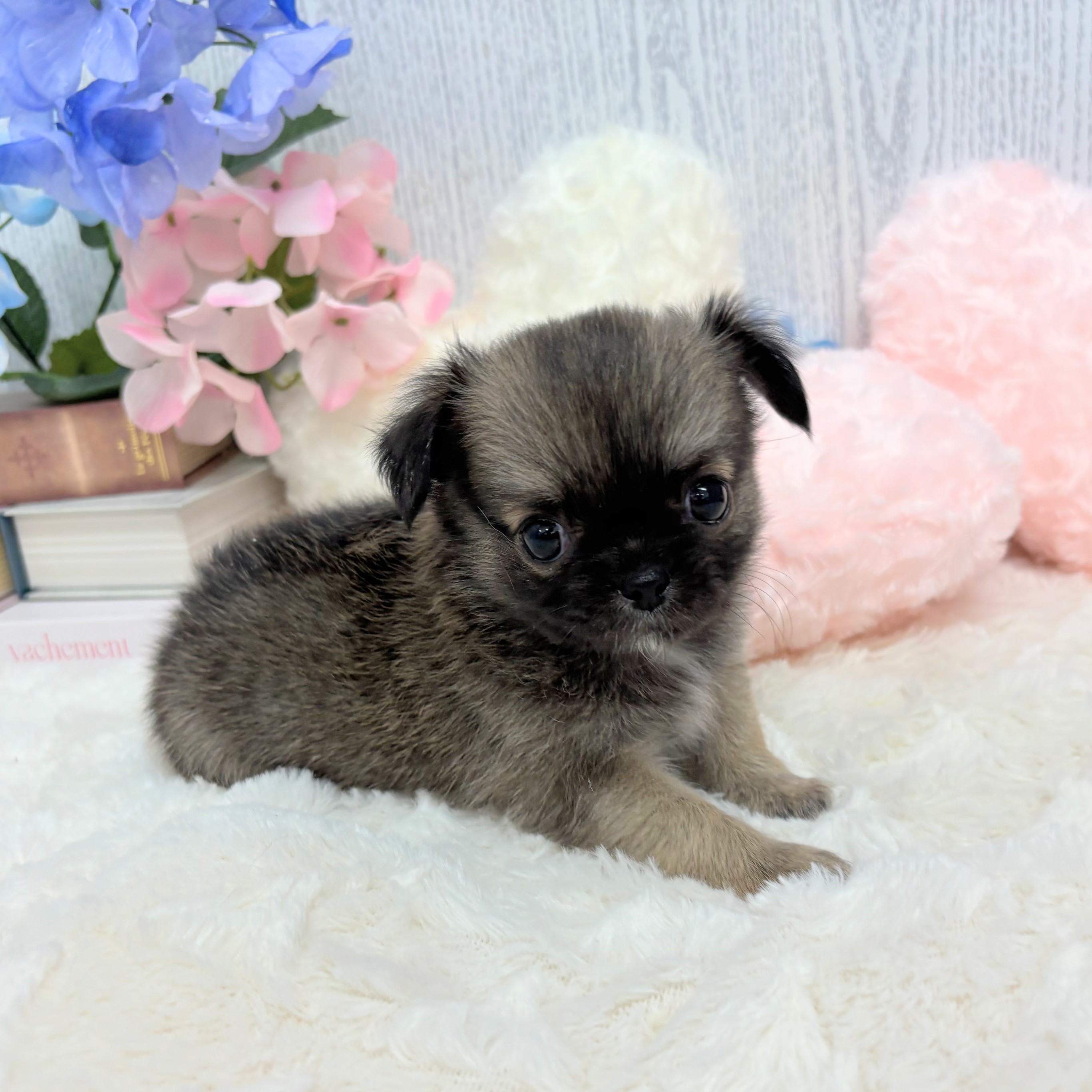 神奈川県のチワワ(ロング) (犬の家＆猫の里相模原店/2025年6月3日生まれ/男の子/セーブル)の子犬の1枚目の画像