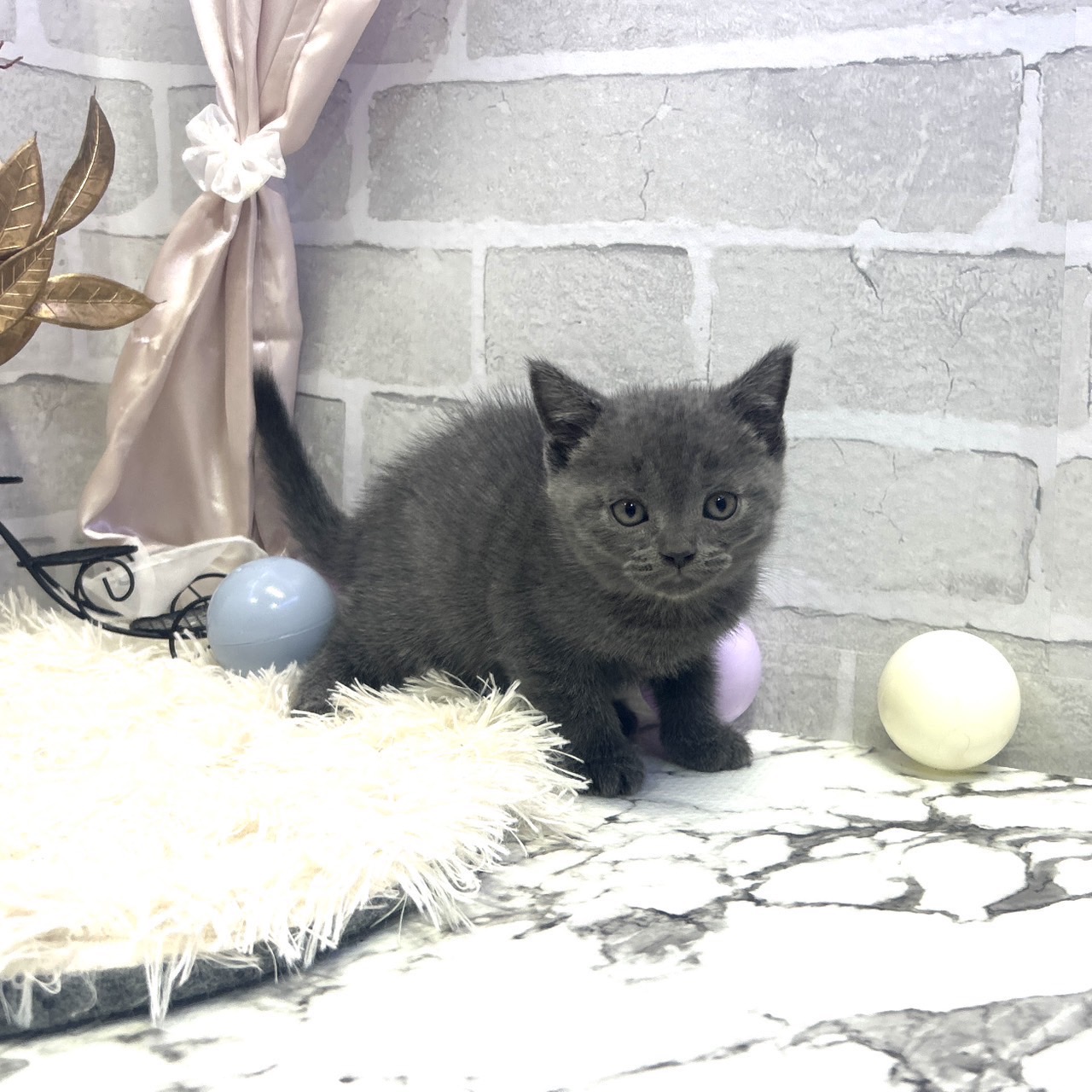 愛知県のブリティッシュショートヘアー (犬の家＆猫の里岡崎店/2025年6月3日生まれ/男の子/ブルー)の子猫の3枚目の画像