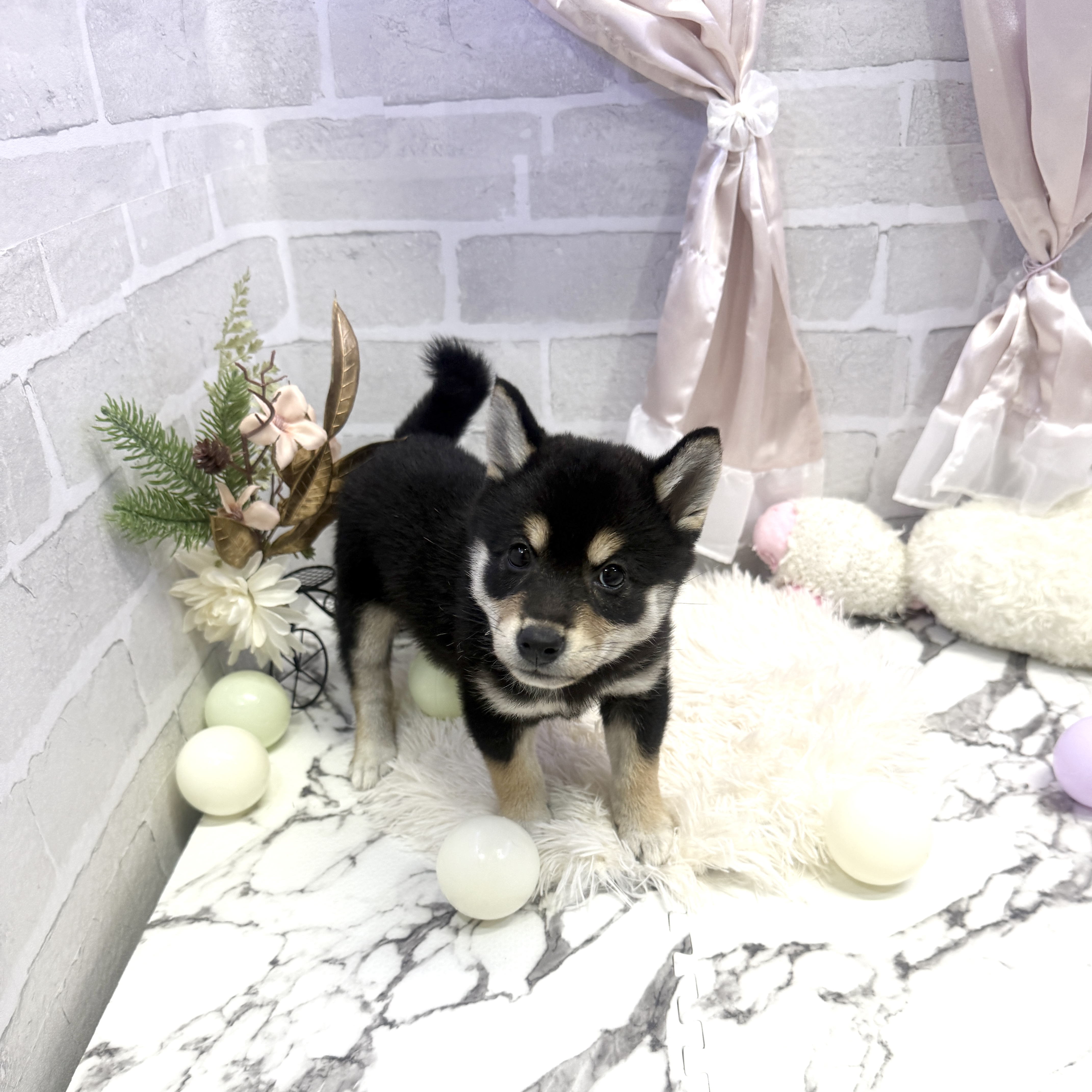 愛知県の柴犬(標準サイズ) (犬の家＆猫の里岡崎店/2025年6月2日生まれ/女の子/黒)の子犬の3枚目の画像