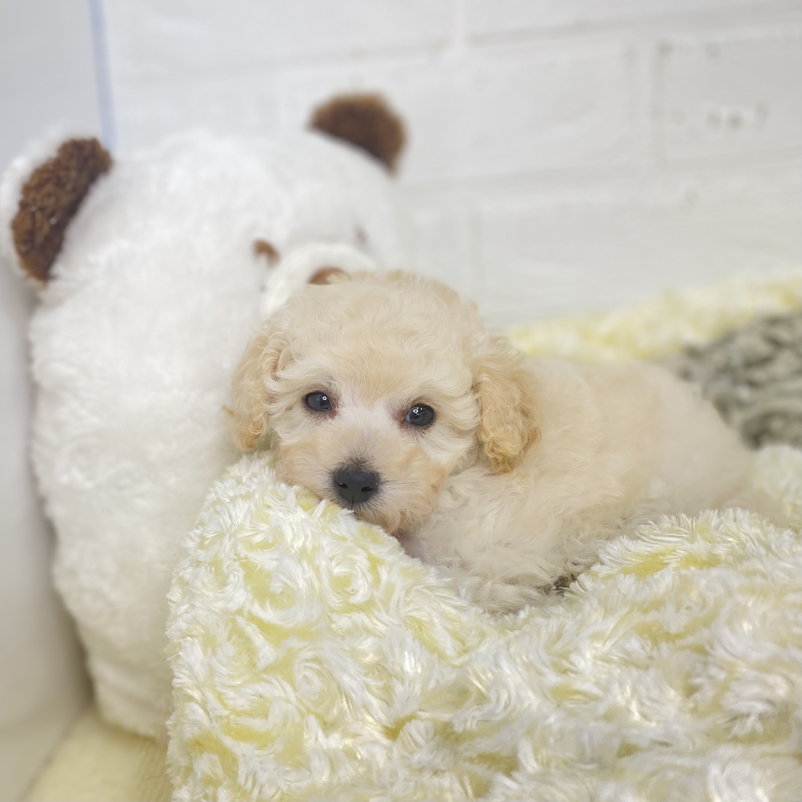 長野県のタイニープードル (犬の家＆猫の里長野店/2025年5月31日生まれ/女の子/クリーム)の子犬の3枚目の画像