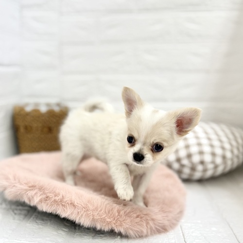 静岡県のチワワ(ロング) (犬の家＆猫の里プレ葉ウォーク浜北店/2025年6月2日生まれ/女の子/ホワイトクリーム)の子犬の3枚目の画像
