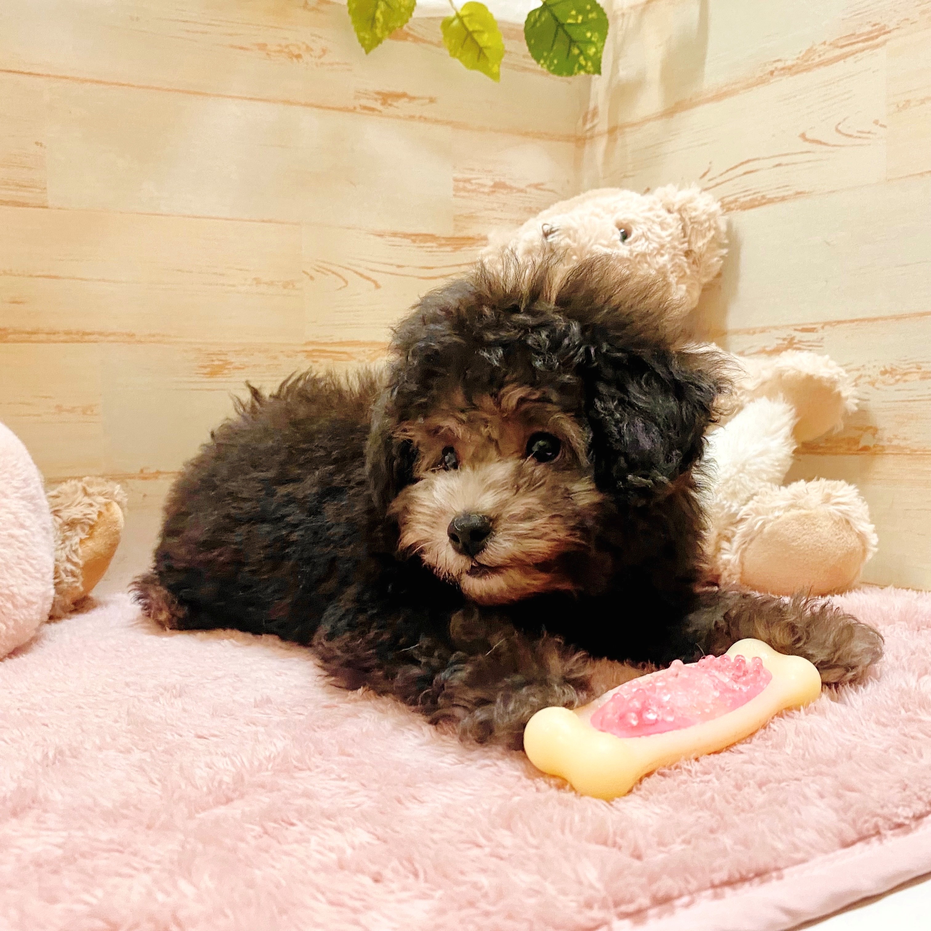 兵庫県のトイプードル(トイ) (犬の家＆猫の里神戸店/2025年6月3日生まれ/男の子/シルバー)の子犬の3枚目の画像